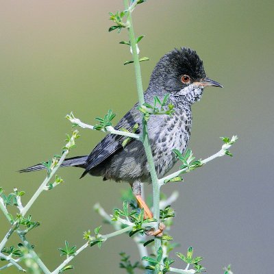 BirdsAroundCyprus