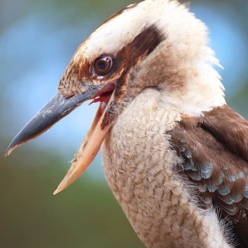 Recidivist thought criminal and notorious ranter.  Casual native bird watcher and considered by close contacts as a hyper-corrector and contrarian.