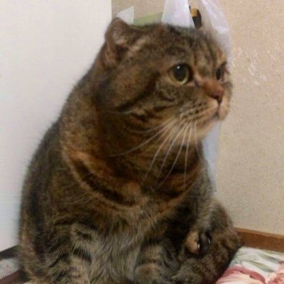 名前は長いので『ソデ』と呼んで下さい😊美しいモノや可愛いモノ、美味しい物 にいいね👍たまに呟きます。🌈アイコ、ダヤン、ユキの3にゃんはおそら組。ジャック14才♂みぃちゃん10才♂はおで部活中