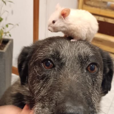 NunnaKan's profile picture. La misma de siempre.
Me da asco los apátridas, los fachos, el sionismo y el peluca demente. Bloqueo livergos. 

#ArgentinaSinFachos
#MMLPQTP 
#MileiEsDictadura