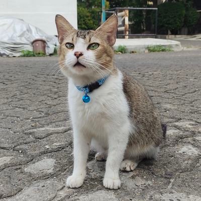 jnglotmerah's profile picture. mata mata dunia