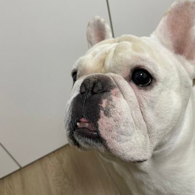 MrWang46765351's profile picture. 互联网教育创业者
AI口语练习工具 ：https://t.co/Xw2fkNE3wc
播客学英语练听力：https://t.co/Tm833advwx