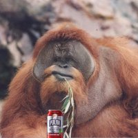 Ape (cranberry lime seltzer)(@Orangutan_nah) 's Twitter Profile Photo