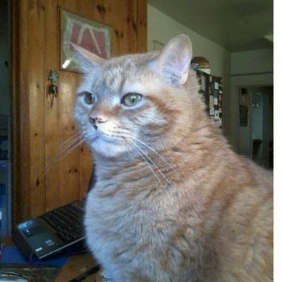 Tippycat2017's profile picture. Helping Save America, one post at a time.  🇺🇲
https://t.co/utIocOqK9e