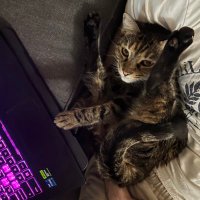 Lethλm (@identisch) 's Twitter Profile