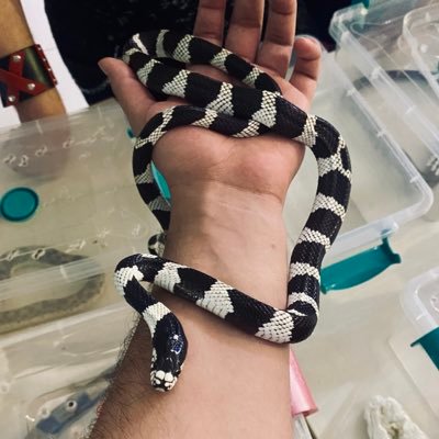 7Mocky's profile picture. 