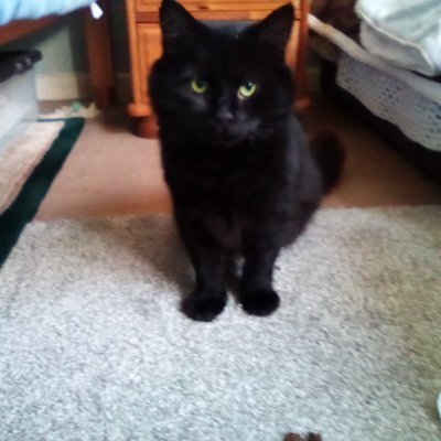 Animal rescuer . #crohns disease .disabilaties..loves black cats,Halloween and🎃..#Bungalow HQ.
#hedgewatch. #superseniorcatsclub.#SniffinIsLiving