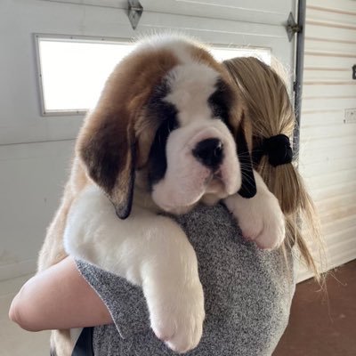 paulmacgregor1's profile picture. Saint Bernard Dog breeder