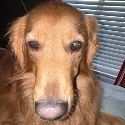 DucksityDuck's profile picture. in case of an investigation by federal entities or similar, i do not have any involvement with this account, nor do i support the actions of this account. :3