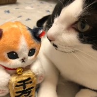 めぐこ@ (@kaminari_m) Twitter profile photo