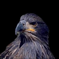 doe 🦅 (@doedeclare) 's Twitter Profile Photo doe 🦅 (@doedeclare) 's Twitter Profile Photo