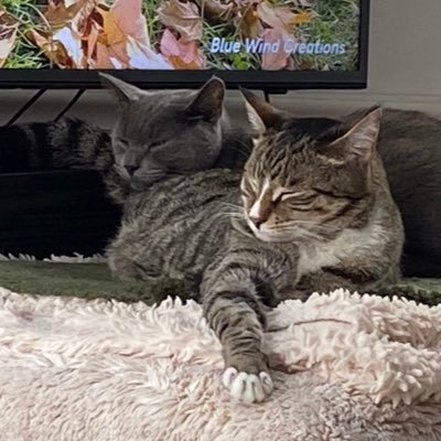 just two cat best friends against the world. zuko (2017, tabby with white), apollo (2020, grey), and formerly orion (2020-2023). || dad: @sparrowmoss