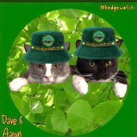 Miss Kitty,🌈Arthur, 🐈⬛Aaron & 😸Dave (@arthurhkitty) 's Twitter Profile