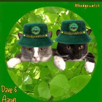 Miss Kitty,🌈Arthur, 🐈‍⬛Aaron & 😸Dave(@ArthurHKitty) 's Twitter Profileg