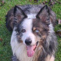 Steve G✝️🏴🍀 (@carter6788) 's Twitter Profile