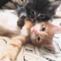 lulu (@kittytart) 's Twitter Profile