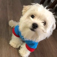 Vyrus (@vyrusfn) 's Twitter Profile