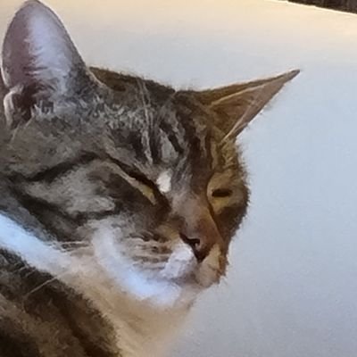 Squinkling1's profile picture. 