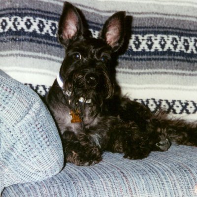 Author, family man, dog lover, financial consultant, golfer, runner, and reader. #AmWriting