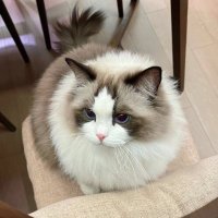 ざわざわ多い雪🥰 (@sikender_verma) 's Twitter Profile