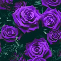 💜💜بنت شمر القصيم💜💜 (@rara_20000) Twitter profile photo
