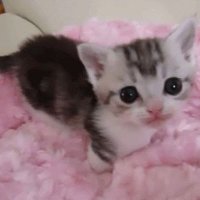 Papitas fritas713 (@papasalhorno_8) 's Twitter Profile