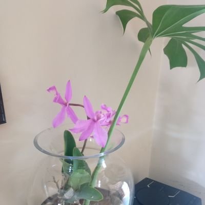 camelias27's profile picture. 