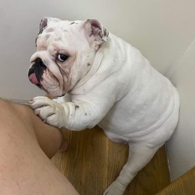 If you really love Bulldog, please support me❤️