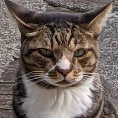 tabby202305 Profile Picture