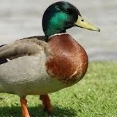 Duck