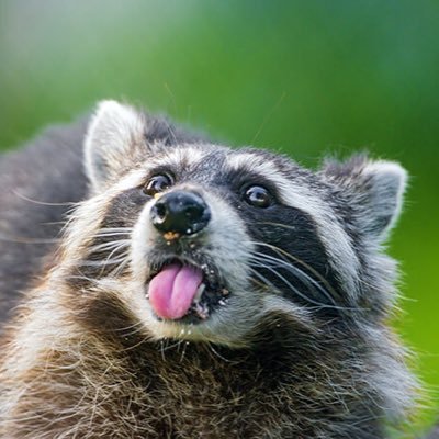 A common raccoon.