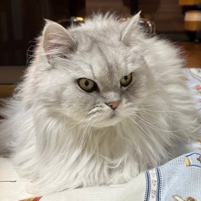 都内メーカー勤務の一人暮らし35歳OL。人生色々迷走中。MBA取り終わりました!猫を飼う夢に向かってがんばろう。
