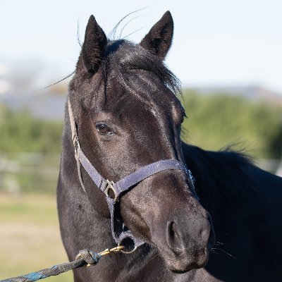 nophizzer4me's profile picture. 5th Generation Kiwi, pro free speech and individual choice. Resisting the unelected globalist elites.