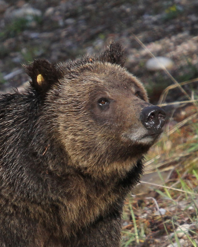 I am Grizzly Bear 610, I live in Grand Teton National Park. I enjoy long walks in the sagebrush and tasty elk livers.