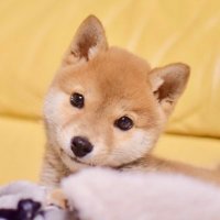 柴犬りんご郎(@ringoro119) 's Twitter Profile Photo