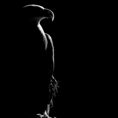 JesanSimmi99's profile picture. 