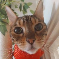 CHAMPION.CHEETAH🏆❤🐆 (@rescuecatspot) 's Twitter Profile