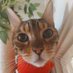 CHAMPION.CHEETAH🏆❤🐆 (@rescuecatspot) Twitter profile photo CHAMPION.CHEETAH🏆❤🐆 (@rescuecatspot) Twitter profile photo