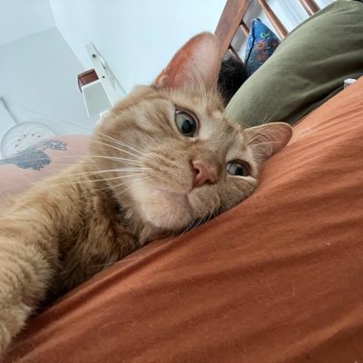 cat mom