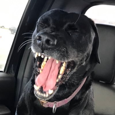 ShitlersMom's profile picture. 🇺🇸Pure blood 🇺🇸 2A 🇺🇸 red voting 🇺🇸  🐾