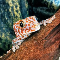 knpn//. (@knpn_6) 's Twitter Profile