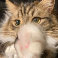 Rudolf (ルド) (@rudolf9210) 's Twitter Profile