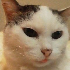砂ネコさんのプロフィール画像