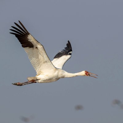 Poyang Lake, the largest freshwater lake in China, is located in Jiangxi Province. Every winter, at least 700000 migratory birds overwinter here.