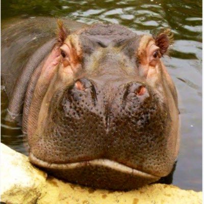 無言フォローや無差別イイネ・リツイばかりで、すみません(フォロー返しは期待しないでください)ストレス過多で、関節リウマチに。呟きは壁打ちでスマヌ。怪しいアカは全て即ブロ。後から越してきた迷惑家族とその仲間達に苦しめられる。子供のうちにルールやマナーや声の大きさと配慮を教えてください。逆恨みの迷惑行為はやめて下さい。
