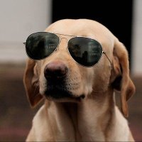 The Crypto Dog 📈(@TheCryptoDog) 's Twitter Profile Photo