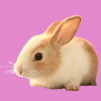 Little Rabbit(@VenusBlue98) 's Twitter Profile Photo