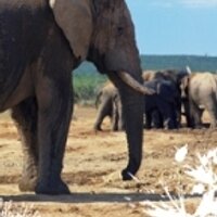 Eastern Cape (@ec_adventure) 's Twitter Profile