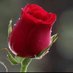 Bharati (@bharati_2020) Twitter profile photo Bharati (@bharati_2020) Twitter profile photo
