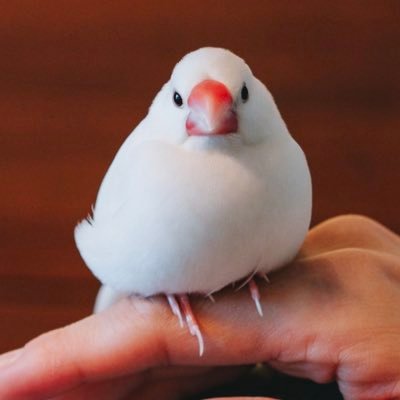 中小企業診断士・ネットワークスペシャリスト • PMP | 外資金融勤務 | カメラ | インデックス投資は分散派 | 念能力は操作系